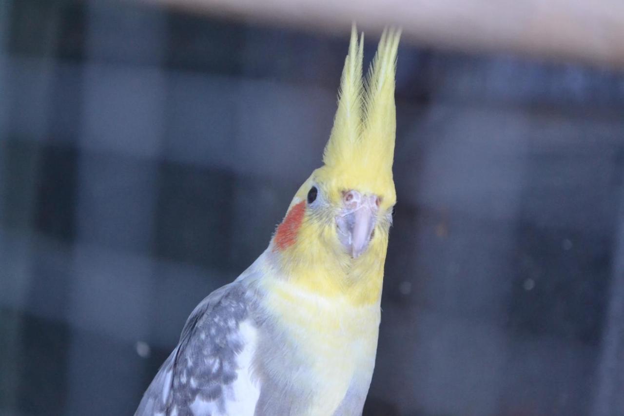Pokoje Goscinne U Hanki Jastrzębia Góra Buitenkant foto
